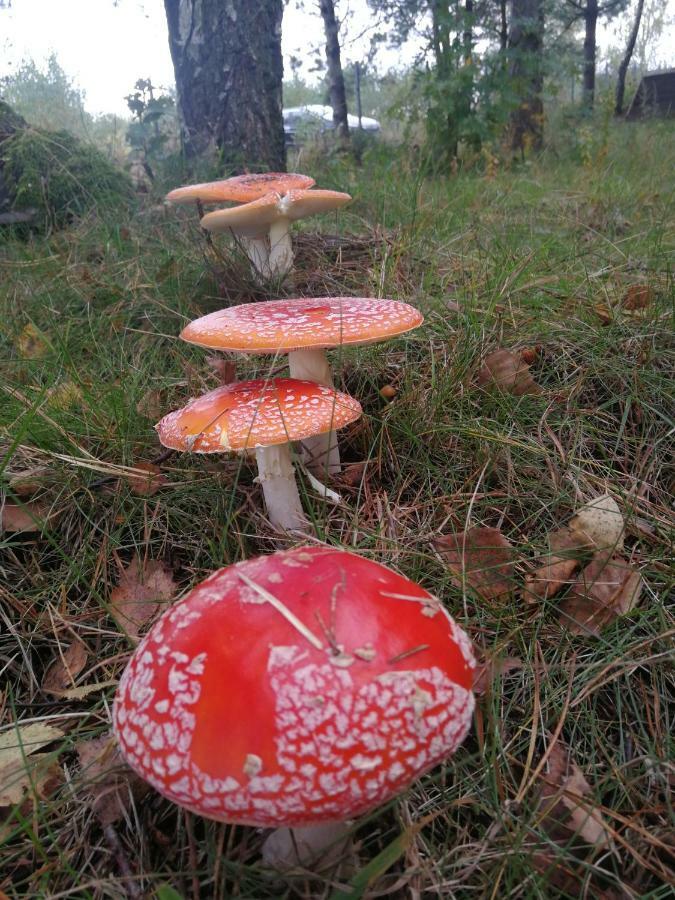 Luksusowy- Nowoczesny Dom W Lesie Villa Kowalewo Esterno foto