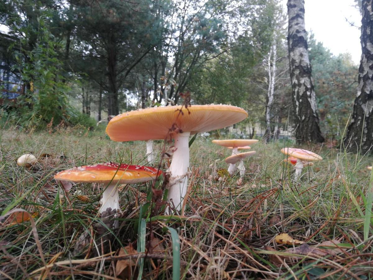 Luksusowy- Nowoczesny Dom W Lesie Villa Kowalewo Esterno foto